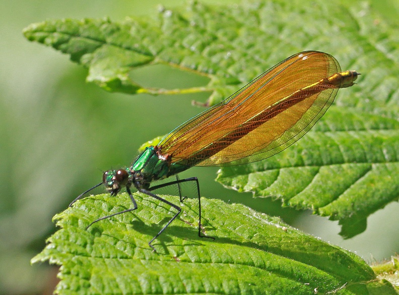 Bookham Common June 2017 IMG_8535 1000 BeDe DF BC 30617.jpg
